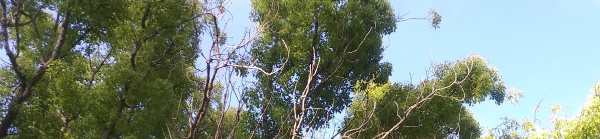 Mary Lee Lawyer 메리 리 변호사 한국어 법률 서비스 안내 및 "미국법 총정리" 무료 ebook 